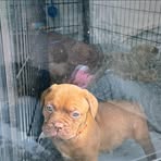 Alfie Harrison - Facebook