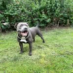 Alfie Harrison - Facebook