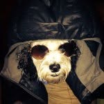 Alfie Mott - @alfiemott_schmoodle - Instagram