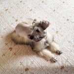 Silvio Alfonso Ibañez Araque - @silvioalfonsoiba - Instagram