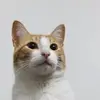 Alfonso Martel - @alfonsomartel - TikTok