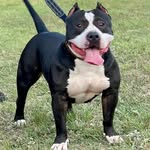 Alfonso Munoz - @hachies_bully_tribe - Instagram