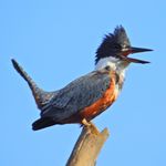 Alfonso Ruiz Guiñazú - @alfonsoruizguinazu.naturaleza - Instagram