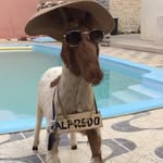 Alfredo do Conselho 🐐 - @bodealfredoo - Instagram