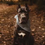 Alfred Briggs - @siralfredbriggs - Instagram