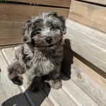 Alfred Buttons - @alfred_buttons_the_aussiedude - Instagram