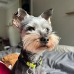 Buttons - @lordalfredbuttons - Instagram