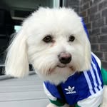 Alfred - Coton De Tulear - @alfred_the_fluff - Instagram