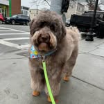 Alfred Thaddeus Crane - @sheepadoodle101 - Instagram