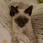 Alfred Thaddeus Crane Pennyworth - @thewhiskeredbutler - Instagram