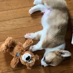 Alfred Thaddeus Crane Pennyworth - @alfred_pennyworth_the_corgi - Instagram