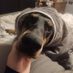 Alfred Theadus Crane Pennyworth - @alfredthedobie - Instagram