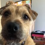 Alfred Cuevas - @alfiethemutt_ - Instagram