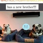 Alfred & Dicky Wright - @alfredanddicky_britishbulldogs - Instagram