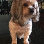 Alfred Dizon - @alfredus911 - Instagram