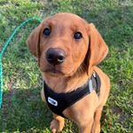Alfred - Red Fox Labrador 🐾 - @alfred_redfoxlab - Instagram