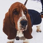 Alfred aka Fantastic Mr Fox - @humpinghound - Instagram