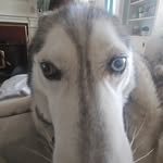 Alfred Fox - @snalf_ - Instagram