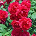 Frederick Alfred - @frederickalfred825 - Instagram