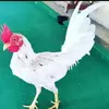 Alfredo Gallo De Pelea 🙏🐓🇩? - @alfredo_gallo_de_pelea_1 - TikTok