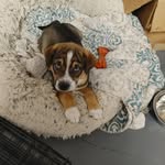 Alfred Verstappen Hamilton - @alfie_from_chattanooga - Instagram