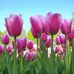 Alfred Haskell - Facebook