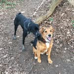 Alfie And Spiddles - @alfred_hunt - Instagram