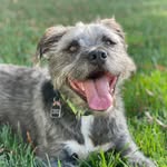 Sir Alfred of Cedarhurst - @siralfredofcedarhurst - Instagram