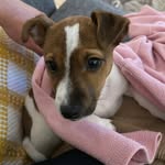 Alfred 🐶 - @alf.redjack - Instagram