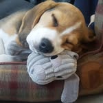 𝗔𝗹𝗳𝗿𝗲𝗱 𝗝𝗮𝗰𝗸 𝟭𝘀𝘁 (Alfie) - @alfie_jack.beagle - Instagram