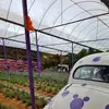 Alfred Keen - @alfred.keen - TikTok