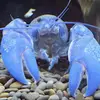 The crayfish guy - @alfredking2 - TikTok