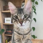 Alfred Hornby Kirk - @alfredtakesover - Instagram