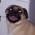 Alfred Kirk - @alfie_the_dog45 - Instagram