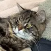 alfiethesiberian - @alfredospizzakitchen - TikTok