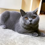 Alfred Kitchen - @alfieskitchenoz - Instagram