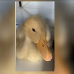 Meu nome é Alfrede 🦆 - @alfred_lima_ - Instagram
