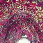 Alfred Lowe 715 - @margeretbracewellybryrrox - Instagram