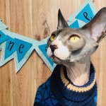 𝙰𝚕𝚏𝚛𝚎𝚍 𝙻𝚘𝚠𝚎 - @alfred_sphynx - Instagram