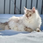 Alfred - @alfred.mainecoon - Instagram