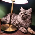 Alfred maine coon - @alfredmainecoon - Instagram