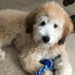 Alfred Miles - @little_prince_alfie - Instagram