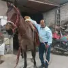 pinguino - @alfrednava71 - TikTok