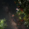 Alfred Pater - @alfred.pater47 - TikTok