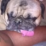 alfred polk - @alfred.polk - Instagram