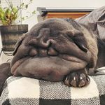 🐗 Alfred Porter 智深🌳 - @alfredthesharpei - Instagram