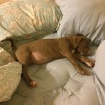 Alfred Porter - @alfredporter222 - Instagram