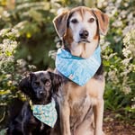 Alfred&Roy - @thephillypupsters - Instagram