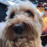Woof - @alfredsaidwoof - Instagram