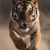 Precious Garner - @alfred_singleton678875 - TikTok